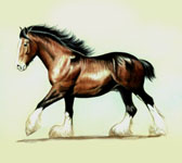Draft Horse, Equine Art - Clyde Running